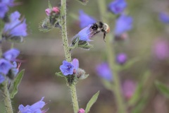 Bombus sylvicola