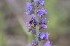 Bombus sylvicola