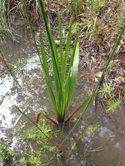 Xyris laxifolia
