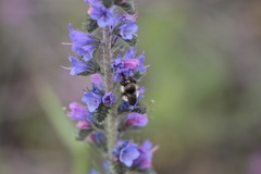 Bombus sylvicola