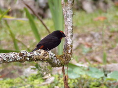 Melopyrrha violacea