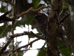 Melopyrrha violacea