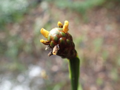 Xyris laxifolia