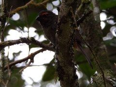 Melopyrrha violacea