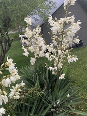 Caplothorax melanopterus