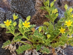 Ivesia arizonica arizonica