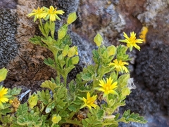Ivesia arizonica arizonica