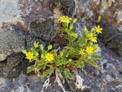 Ivesia arizonica arizonica