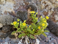 Ivesia arizonica arizonica