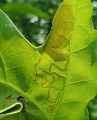 Acrocercops albinatella