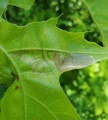 Acrocercops albinatella