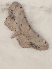 Idaea dimidiata