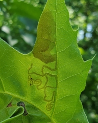 Acrocercops albinatella