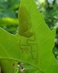 Acrocercops albinatella