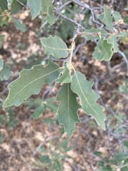 Quercus × undulata