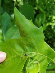 Acrocercops albinatella