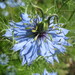 Love-in-a-Mist - Photo (c) 
Gordon Joly, some rights reserved (CC BY)