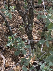 Quercus × undulata