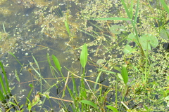 Sagittaria rigida