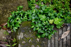 Elatostema cyrtandrifolium