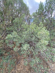 Quercus × undulata