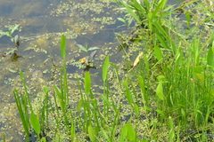 Sagittaria rigida