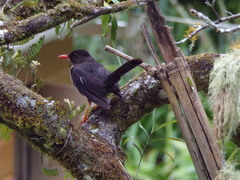 Turdus aurantius