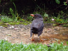 Turdus aurantius