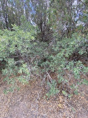 Quercus × undulata