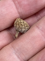 Quercus × undulata