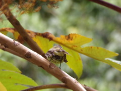 Myiopagis cotta