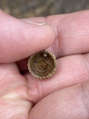 Quercus × undulata
