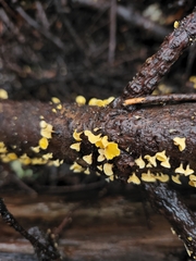 Lachnellula agassizii