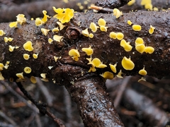 Lachnellula agassizii