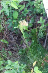 Xerophyllum asphodeloides