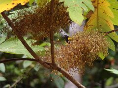 Loxipasser anoxanthus