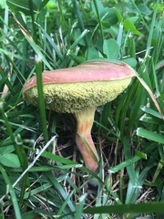 Hortiboletus campestris