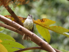 Myiopagis cotta