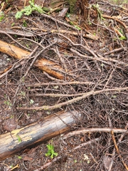 Lachnellula agassizii