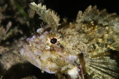 Mozambique Scorpionfish photo 3