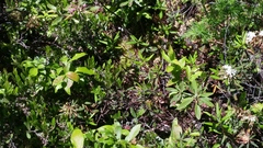Epelis truncataria