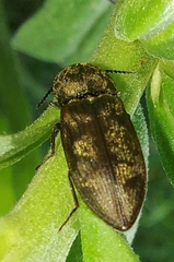 Prosternon tessellatum