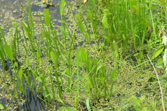 Sagittaria rigida