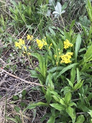 Draba spectabilis