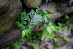 Elatostema cyrtandrifolium