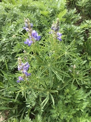 Lupinus bakeri