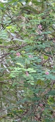 Indigofera pseudotinctoria