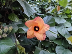 Hibiscus tiliaceus