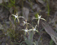 Caladenia denticulata