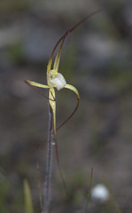 Caladenia denticulata